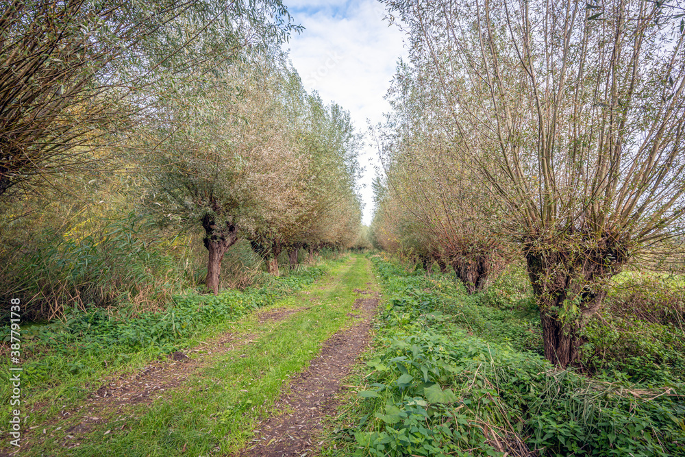 Sandy path with tire tracks between long rows of pollard willows on both sides. Nettles grow in abundance on the verge. The photo was taken on a cloudy day in autumn season in a Dutch nature reserve. Sandy path with tire tracks between long rows of pollard willows on both sides. Nettles grow in abundance on the verge. The photo was taken on a cloudy day in autumn season in a Dutch nature reserve.