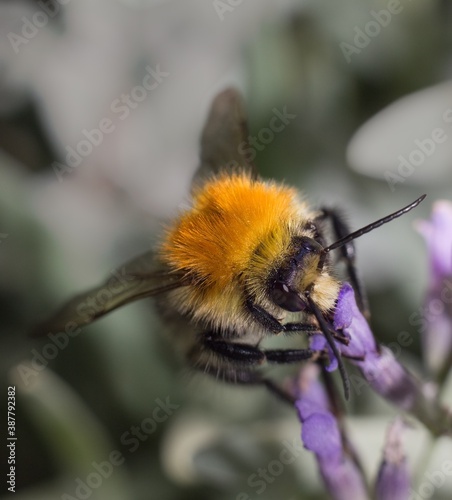 Bumblebee on lavender in the garden