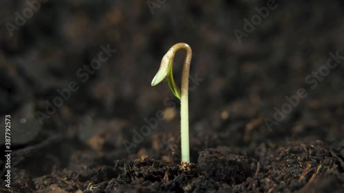 Small plant sprouting for the first time and reaching for the light.  Small marijuana plant growing, time lapse video.