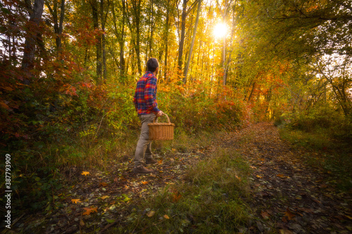 Man walking in a forest during autumn season with a basket and sunlight shining behind the trees