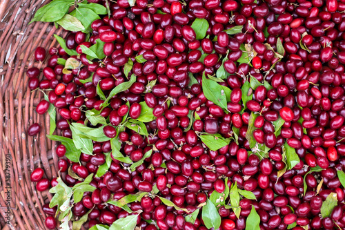 Fresh dogwood red berries with green leafs in wooden basket. Fresh cornel berries.