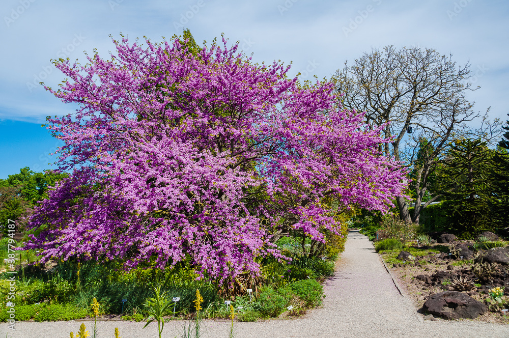 Obraz premium Berggarten Hannover
