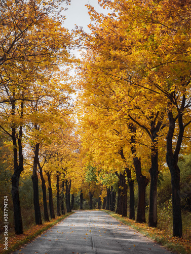 Fototapeta Naklejka Na Ścianę i Meble -  Gold, beautiful road with trees. Autumn view. 