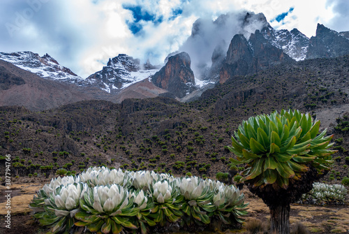 mt kenya national park