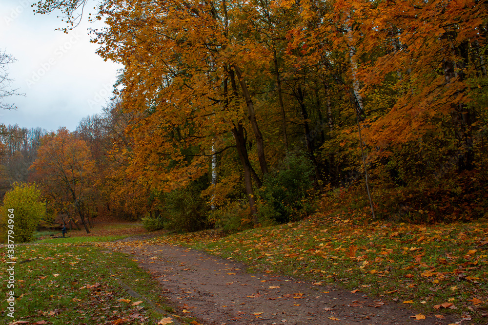 Autumn landscape. Trail through the woods