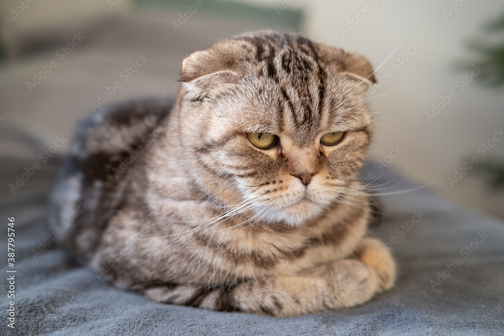 Upset cat Scottish Fold looks thoughtfully while lying on the couch. Close-up. Concept of psychological health of animals.