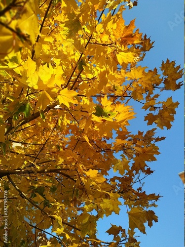 autumn maple leaves