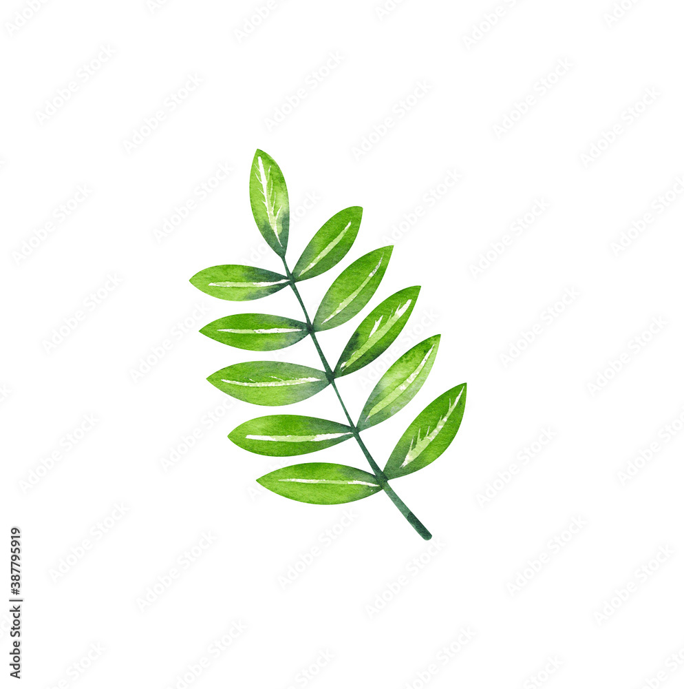Fototapeta premium Green plant branches on a white background. Tropical split leaf philodendron leaves collection. Watercolor isolated elements on the white background. Tropical leaves set