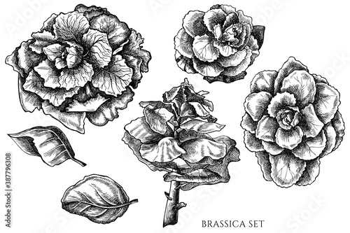 Obraz na plátně Vector set of hand drawn black and white brassica