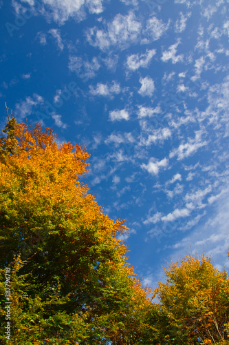 Fototapeta Naklejka Na Ścianę i Meble -  wonderful colorful autumn scenery at a forest