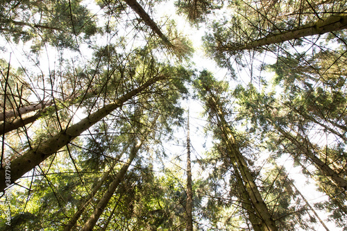 trees in the forest