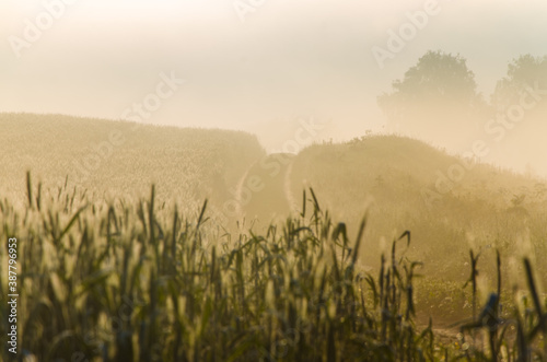 an ear of wheat in the fog. Early summer morning