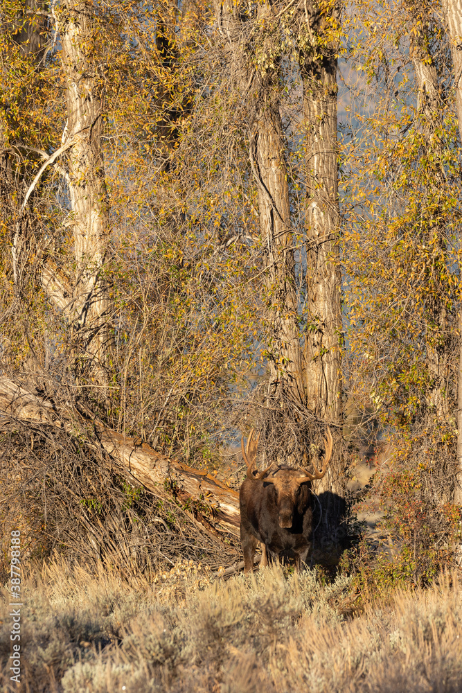 Bull Shiras Moose in Autumn in Wyoming Bull Shiras Moose in Autumn in Wyoming