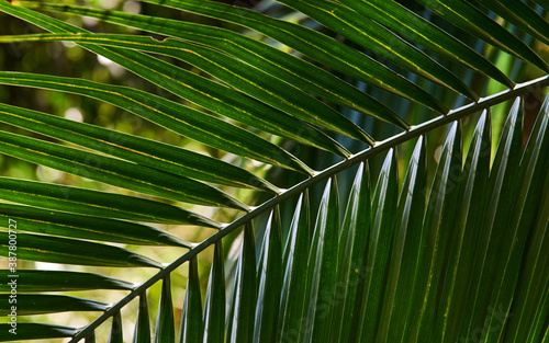 Close-up view of the palm leaf