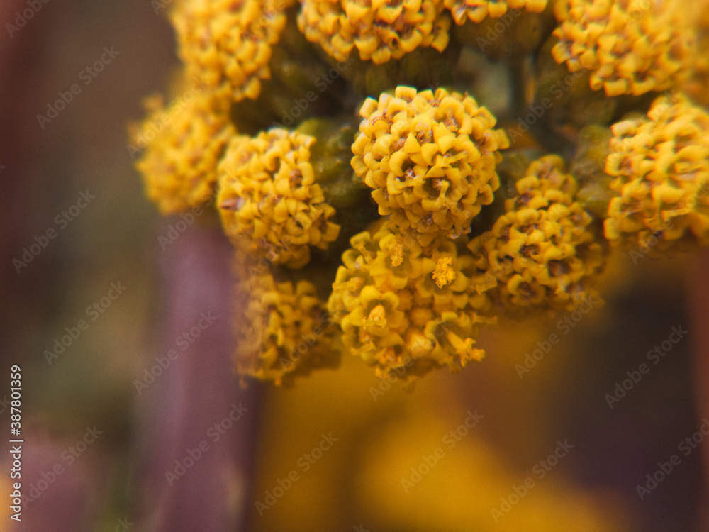 roślina macro natura bokeh przyroda roślina macro natura bokeh przyroda