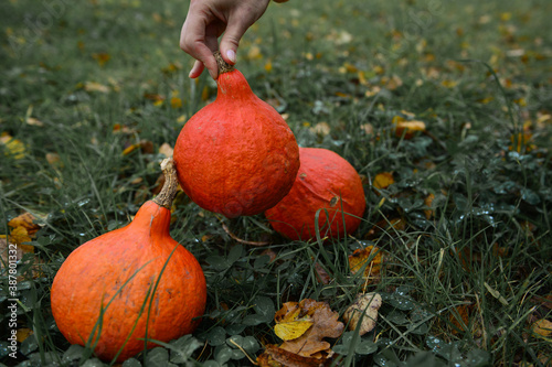 pumpkin in the hands