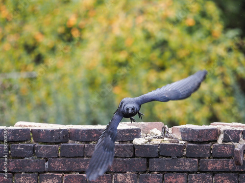 Rabe im Flug