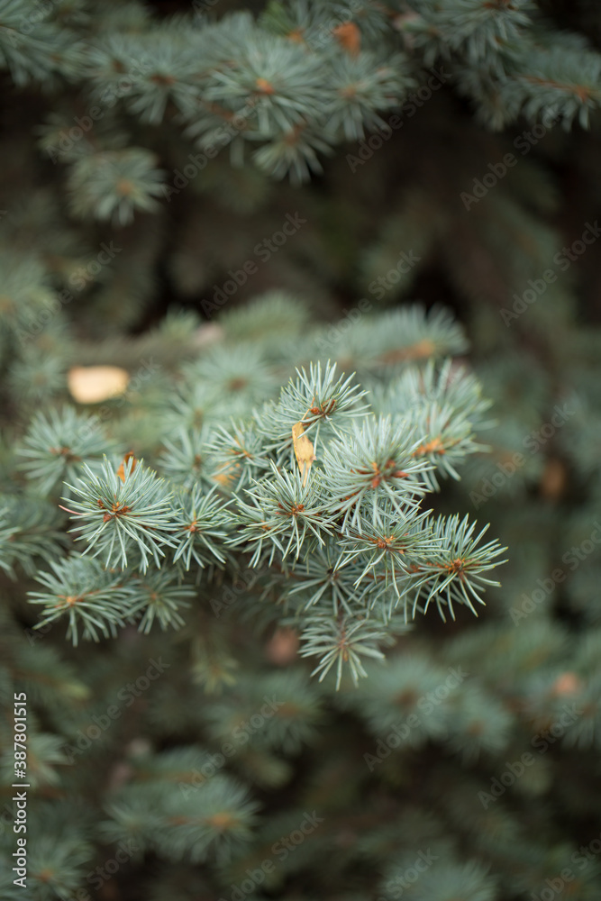 Blue spruce branches close-up. Selective focus Blue spruce branches close-up. Selective focus