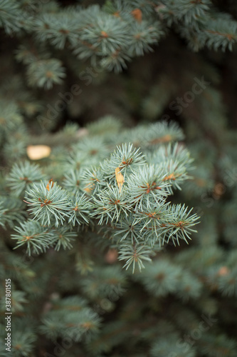 Blue spruce branches close-up. Selective focus