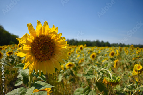 Sunflowers  Kuban