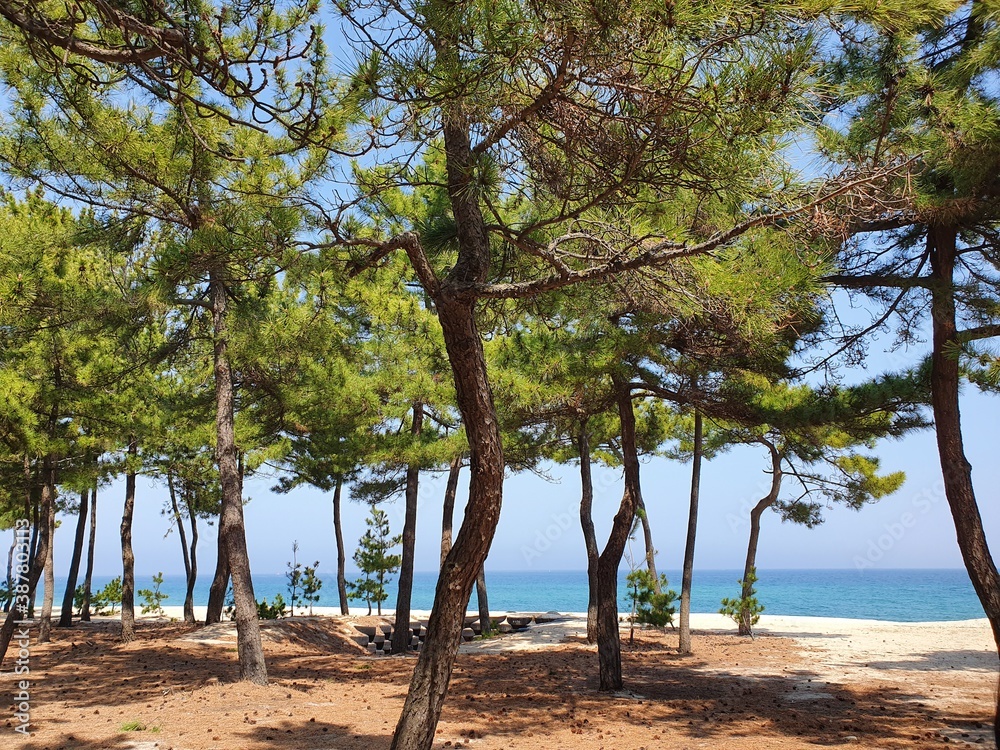 tree on the beach