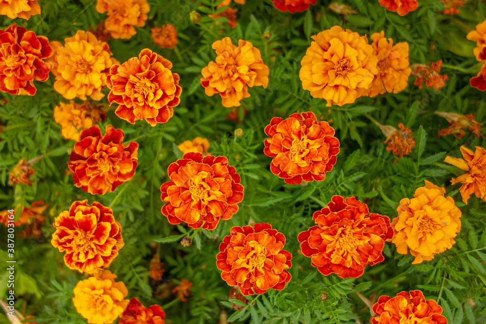 Garden orange flowers Marigolds (Tagetes patula) close-up. Top view. Selective focus.