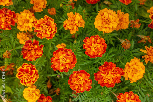 Garden orange flowers Marigolds (Tagetes patula) close-up. Top view. Selective focus. © Валерий Елистратов