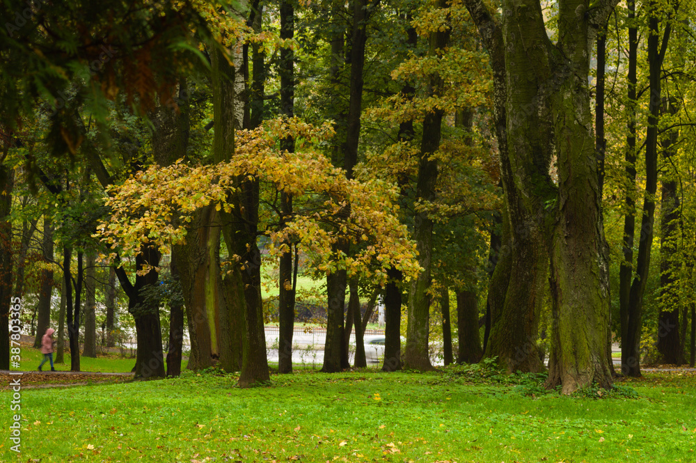 Fototapeta premium A walk in the park on an autumn day. 12