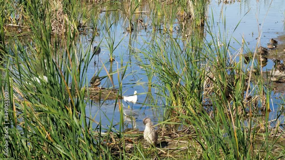 Several species of wild wetland birds among the reeds in a marsh appear to be competing for space, on a sunny day in the Port Aransas Nature Preserve in Texas. Several species of wild wetland birds among the reeds in a marsh appear to be competing for space, on a sunny day in the Port Aransas Nature Preserve in Texas.