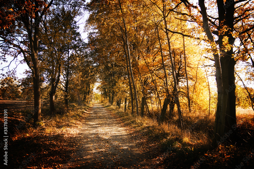 Fototapeta premium Herbstzeit