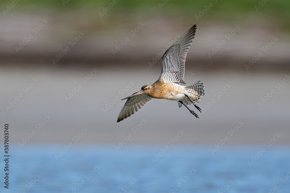 Obraz premium Bar-tailed godwit (Limosa lapponica)