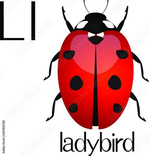 Illustration for teaching children the English alphabet with cartoon ladybird. The letter L. © zxczxc80