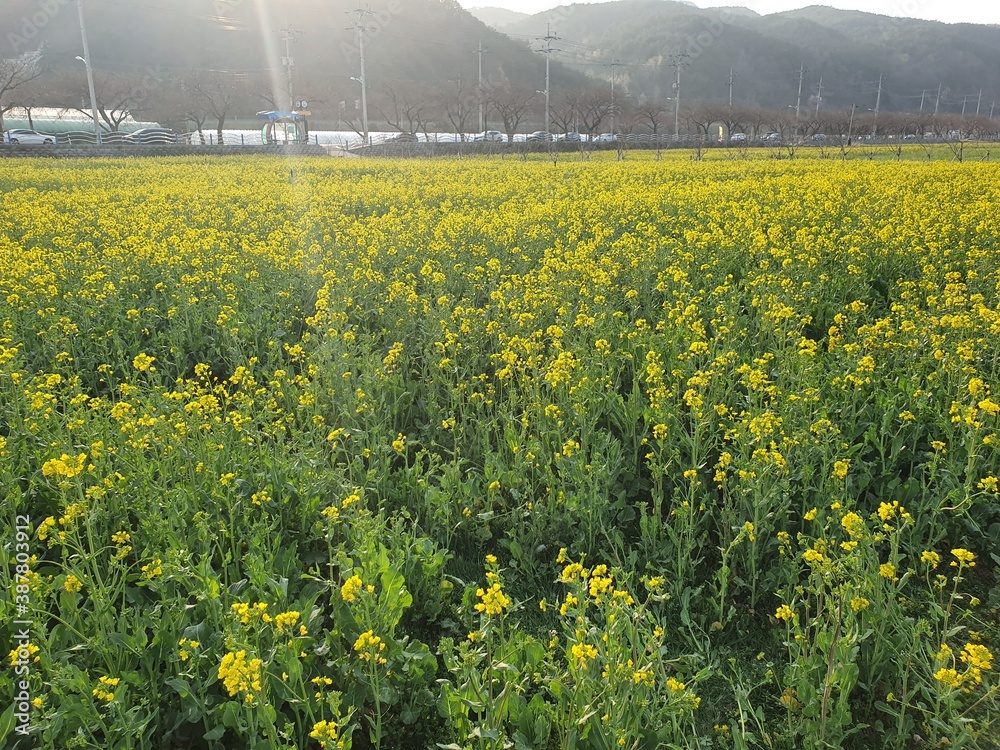 Obraz premium field of rapeseed