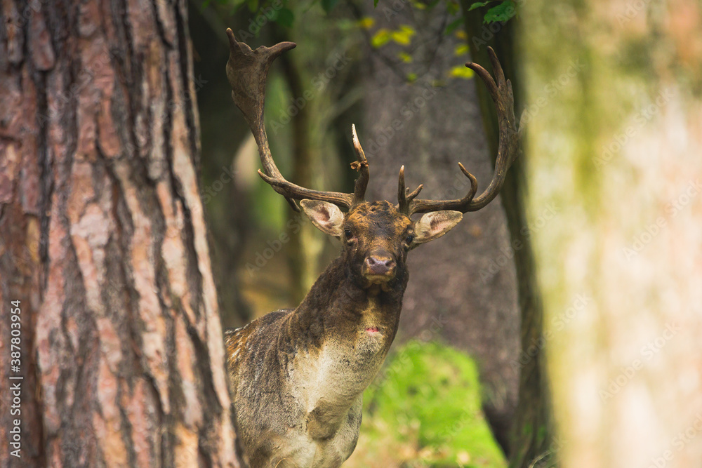 Naklejka premium Beautiful fallow deer male (dama dama) in autumn forest.