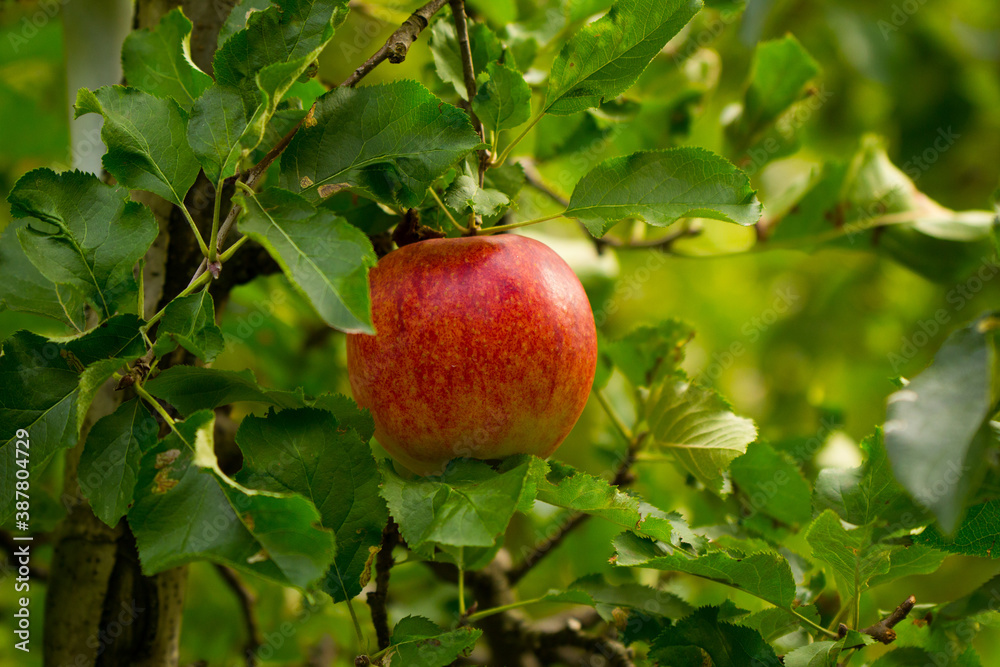 reifer Apfel am Ast mit grünen Blättern reifer Apfel am Ast mit grünen Blättern