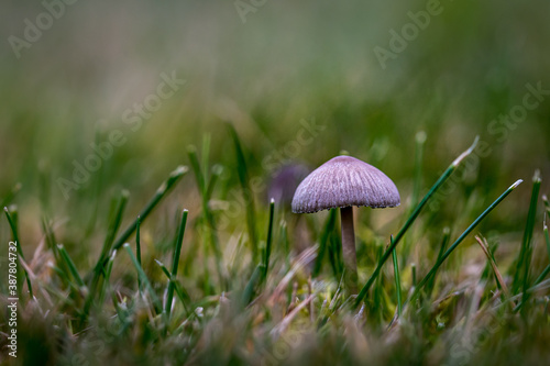 Closeup of a cute tiny gray mushroom growing among small grassblades.