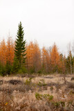 Larch in autumn colors