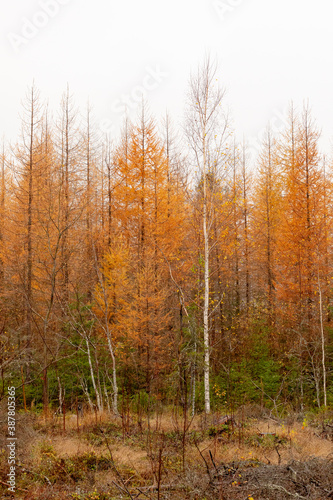 Larch in autumn colors