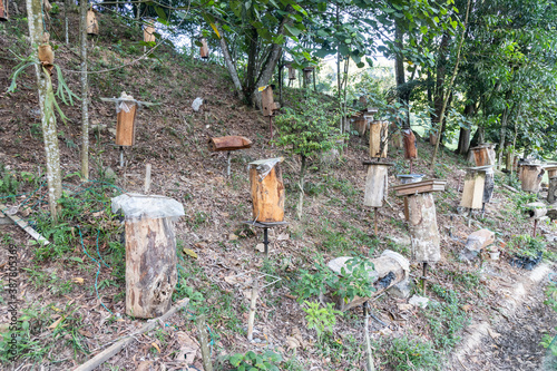 Kelulut honey stingless bee cultivation in Malaysia