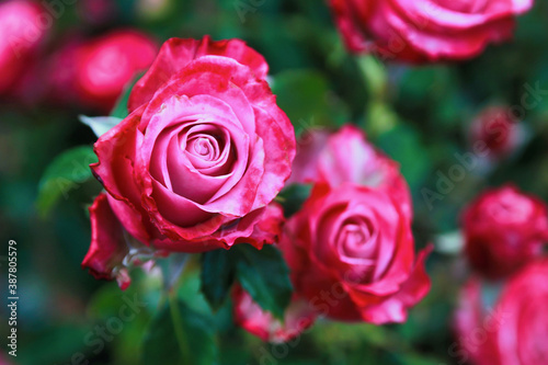 beautiful pink rose - Crete Greece