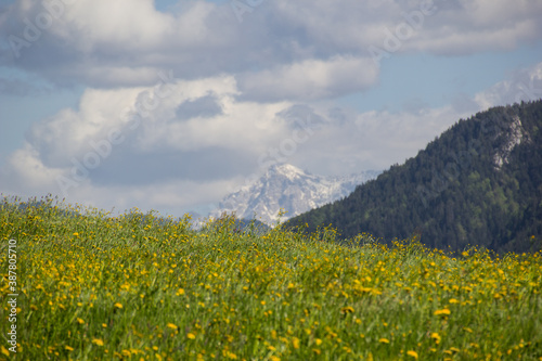 Löwenzahnwiese in den Allgäuer Bergen mit schneebedeckten Bergen im Hintergrund © Renate