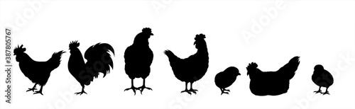 Vector silhouette of collection of hens and chickens on white background. Symbol of farm animal and poultry.