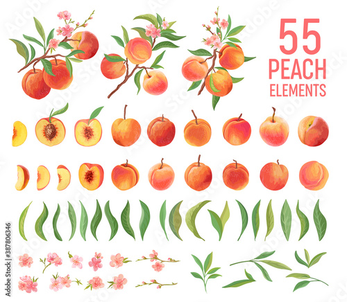 Peach Fruit watercolor element set. Isolated peaches collection of fruits, leaves, slices on white