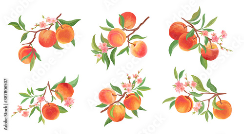 Watercolor Peach vector branches set. Hand drawn fruit, flowers, leaves and sliced pieces