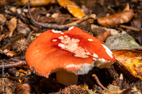 A closeup picture of a fungus in a forest. Dark brown and orange leaves in the background. Picture from Bokskogen, Malmo, southern Sweden photo