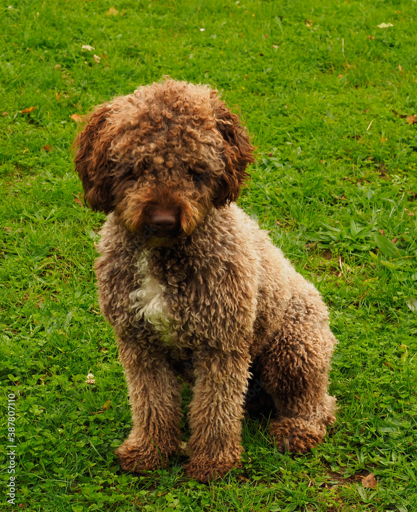 Portrait of a brown dog with grass background