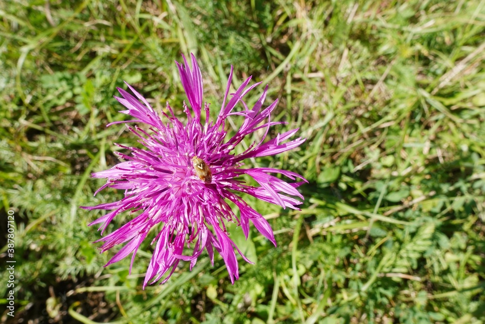 Skabiosen Flockenblume - Centaurea scabiosa Skabiosen Flockenblume - Centaurea scabiosa
