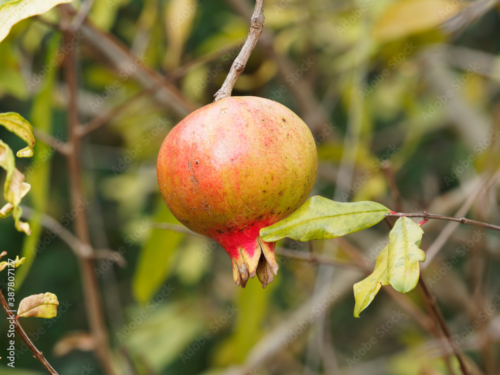 Punica granatum - Granatapfelbaum mit kugelige Frucht, apfelähnliche, rote bis gelb-grüne hängen an einem Ast Punica granatum - Granatapfelbaum mit kugelige Frucht, apfelähnliche, rote bis gelb-grüne hängen an einem Ast