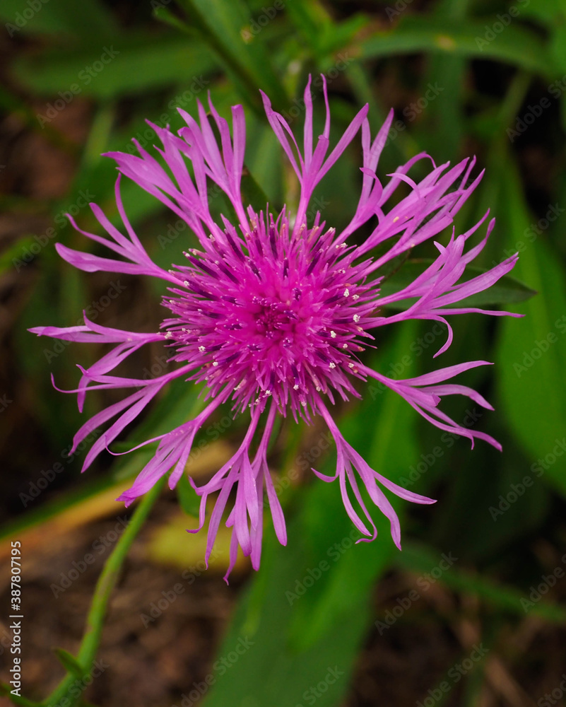 Obraz premium Portrait of a purple flower