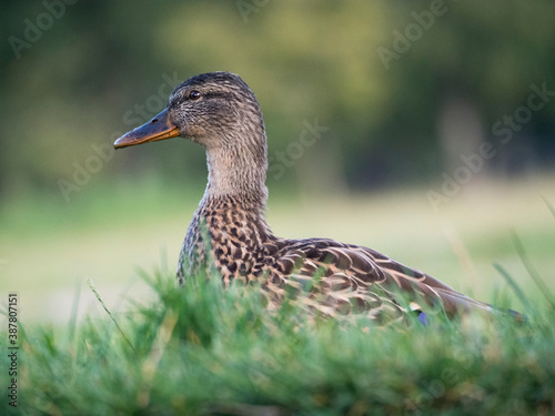 Canard colvert femelle dans l'herbe